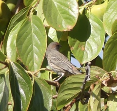 Haemorhous mexicanus