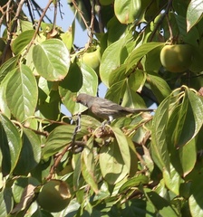 Haemorhous mexicanus