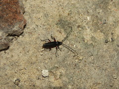 Stenosphenus sobrius