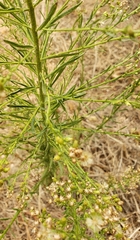 Erigeron canadensis