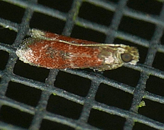Varneria atrifasciella