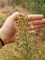 Erigeron canadensis