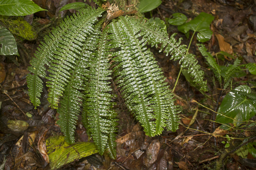 Montane rockcap fern (Pecluma consimilis)