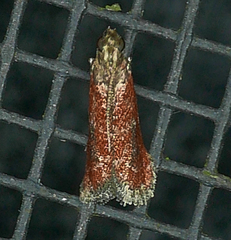 Varneria atrifasciella