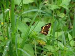 Anthanassa drusilla