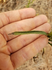 Erigeron canadensis