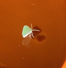 Geometrinae