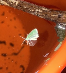 Geometrinae