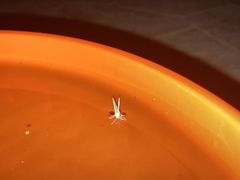 Geometrinae