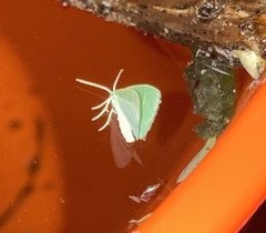 Geometrinae