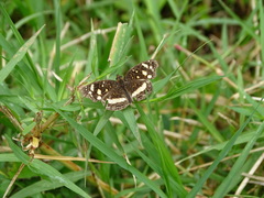 Anthanassa drusilla drusilla