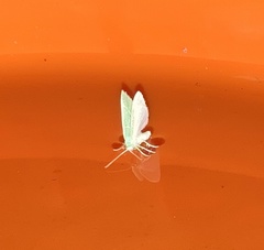 Geometrinae