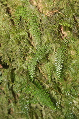 Asplenium quitense