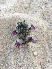 Aphyllon cooperi
