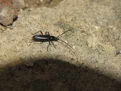 Stenosphenus sobrius