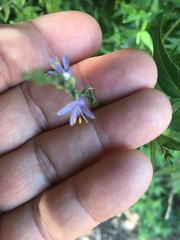 Carlowrightia parviflora