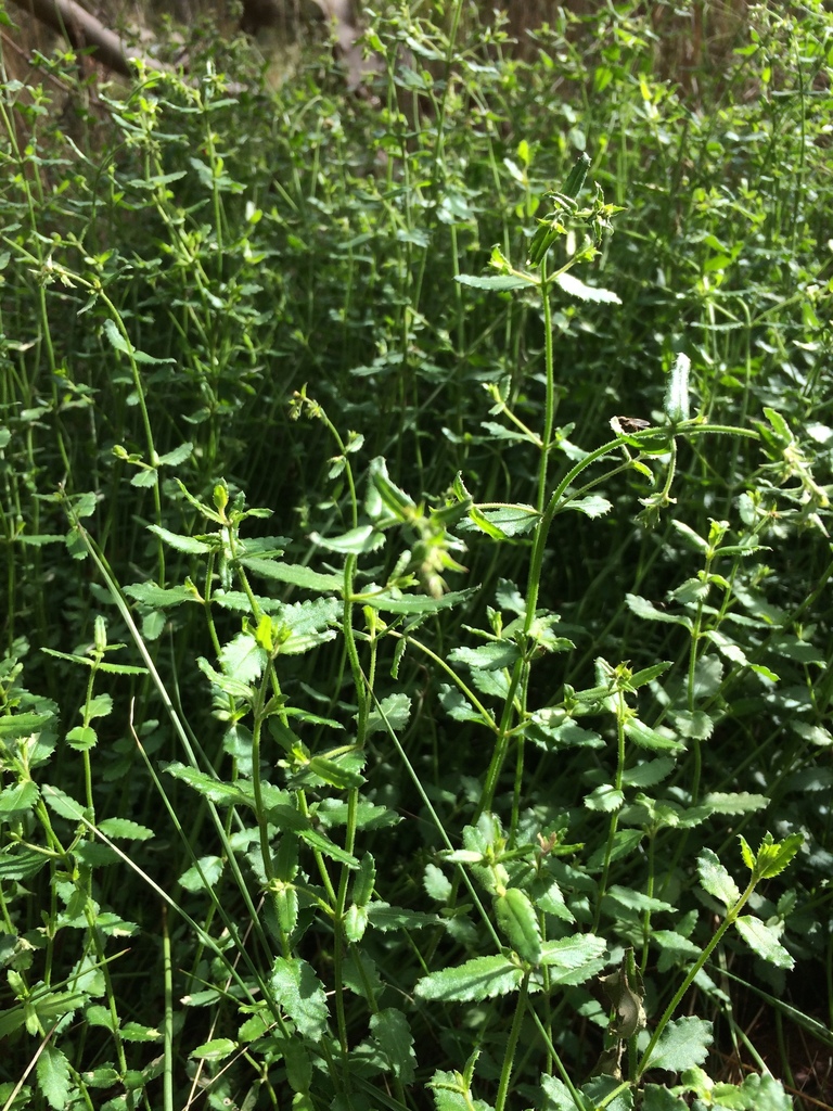 Common Raspwort from Melbourne VIC, Australia on September 24, 2020 at ...