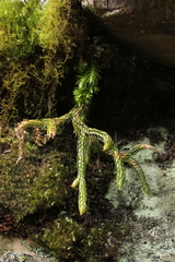 Phlegmariurus hartwegianus