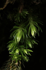 Phlegmariurus hartwegianus