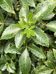 Pseudopanax gilliesii