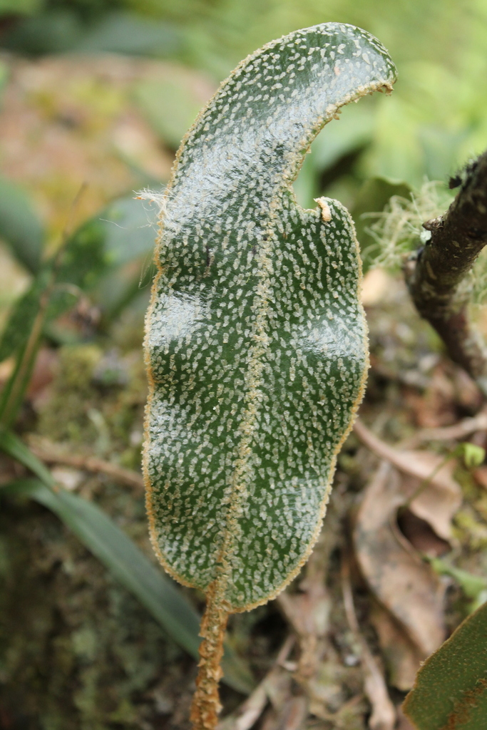 Elaphoglossum lehmannianum