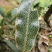 Elaphoglossum lehmannianum - Photo (c) Weston Testo, algunos derechos reservados (CC BY-NC), subido por Weston Testo