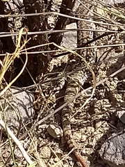 Aspidoscelis maximus