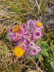 Senecio conyzifolius