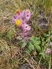 Senecio conyzifolius