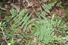 Athyrium arcuatum