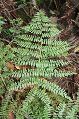 Athyrium arcuatum