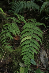Dryopteris flaccisquama