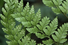 Dryopteris flaccisquama