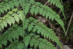 Dryopteris flaccisquama