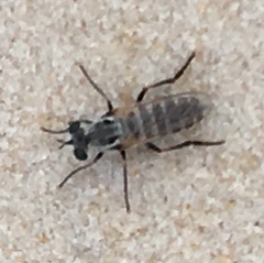 Laphystia