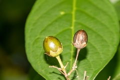 Condamineeae