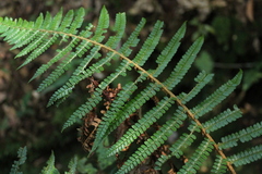 Polystichum mexiae
