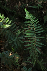 Polystichum mexiae