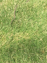 Thamnophis elegans vagrans