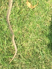 Thamnophis elegans vagrans