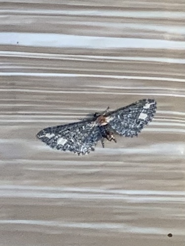 Eupithecia flavigutta photo 5