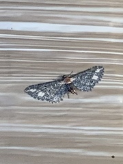 Eupithecia flavigutta