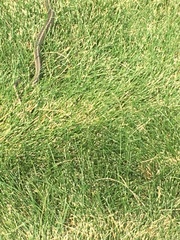Thamnophis elegans vagrans