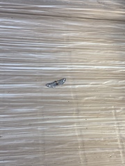 Eupithecia flavigutta