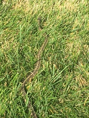 Thamnophis elegans vagrans