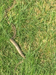 Thamnophis elegans vagrans