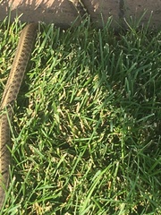 Thamnophis elegans vagrans