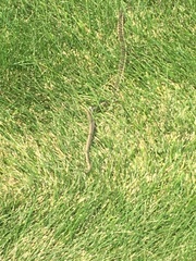 Thamnophis elegans vagrans