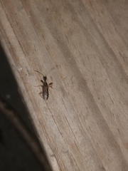 Myodocha serripes