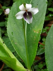 Viola stipularis